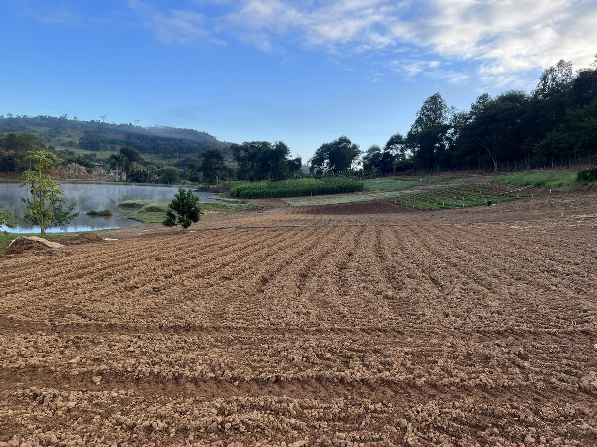 Field experiments setup day! Looking forward to both severe and well managed epidemics of #potato #lateblight #Phytophthorainfestans. “The real thing  is in the field”!
