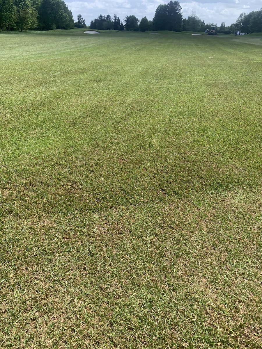 poshjohn's tweet photo. Testing the new Sisis brushes on the Cherington 18th fairway @MinchGolfClub  Helping to refine the grasses and improve consistency. Liam the apprentice doing a top job on the fairway mower. 👌 https://t.co/TVtt5RS667