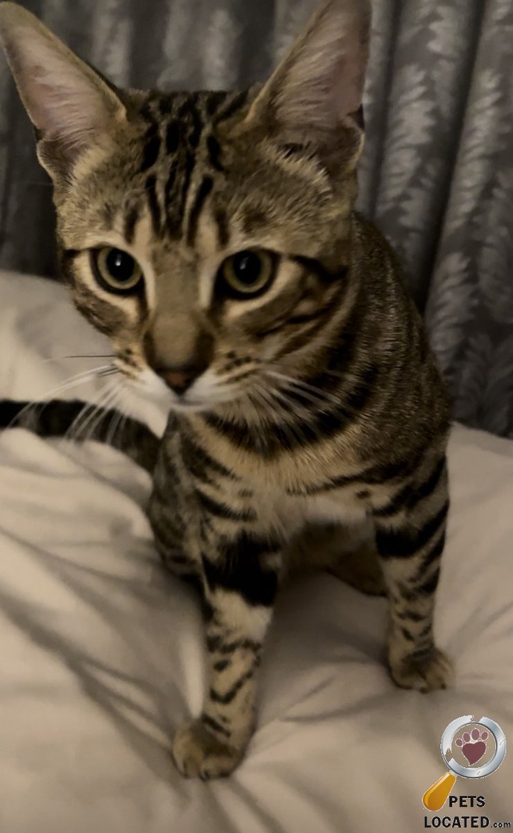PetsLocated's tweet photo. Leopard Skin Cat lost in Aylesbury, Buckinghamshire (HP21) on 8th April 2022 #lostcats #lostpets #animalrescue https://t.co/tIbS0fZ6WB https://t.co/Qg0zzI1uJr