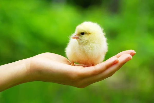 SouthKailash's tweet photo. How cute is he? Secure his future with a healthier and happier soil :) #SaveSoilAtCOP15 https://t.co/1TycNIBEA9