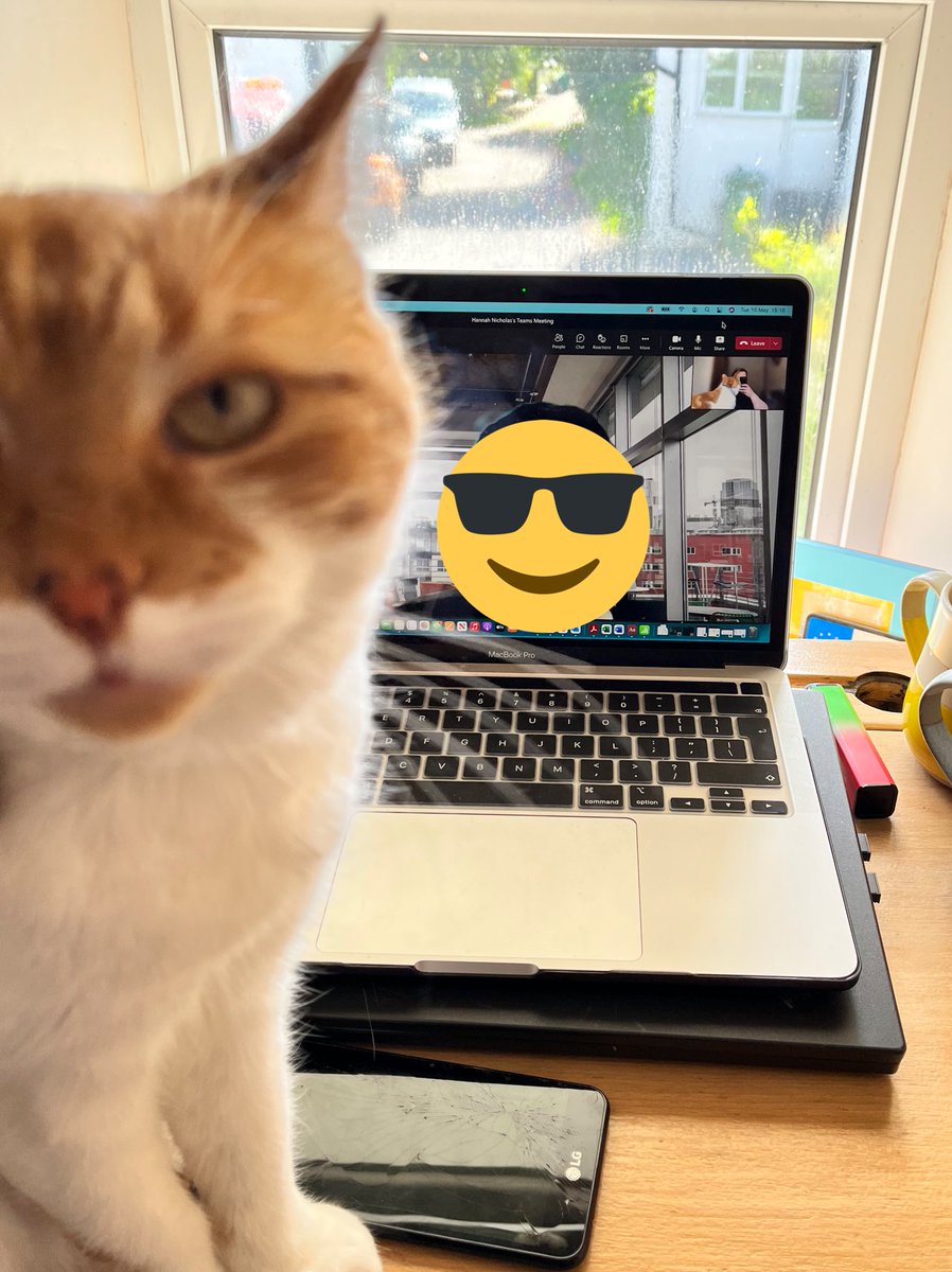 thecapacitycat's tweet photo. Phoenix joined us for meetings today! #capacitycat https://t.co/TgGPw8ow19