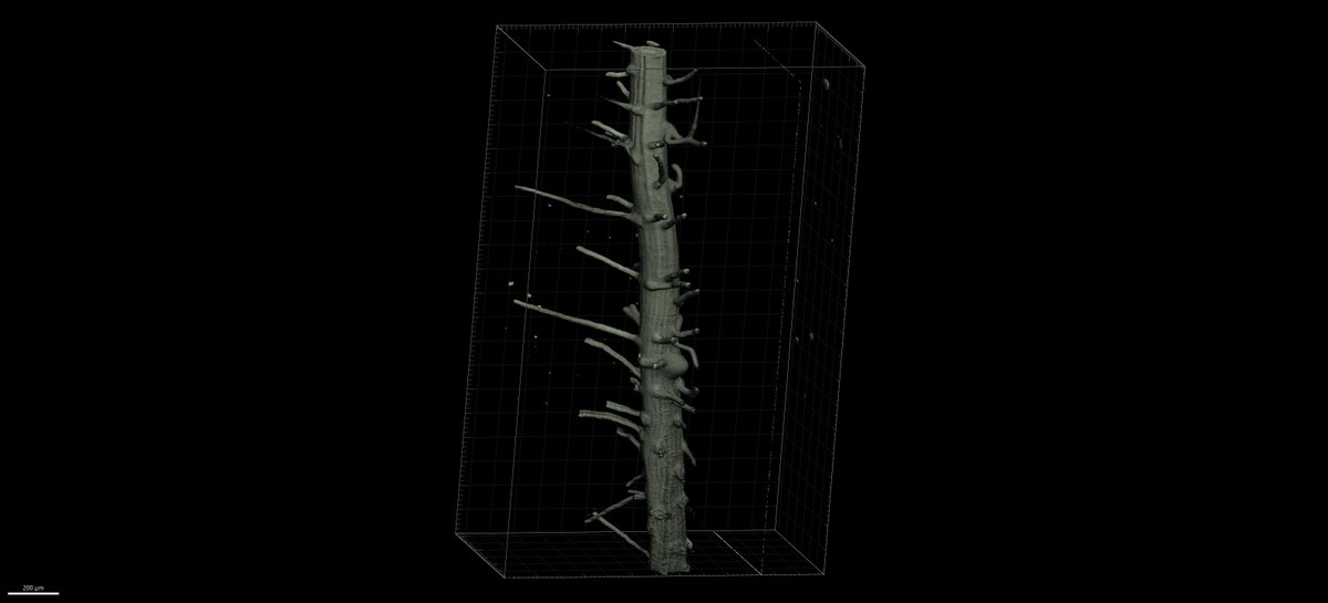 Daniel_Wa19's tweet photo. Light-sheet 3D rendering of a mutant Arabidopsis root
Shading vs. MIP
#LSFM #Microscopy
Imaged with a @luxendo MuVi-SPIM, 16X detection objective,0.3NA https://t.co/WUeFZGUVL0