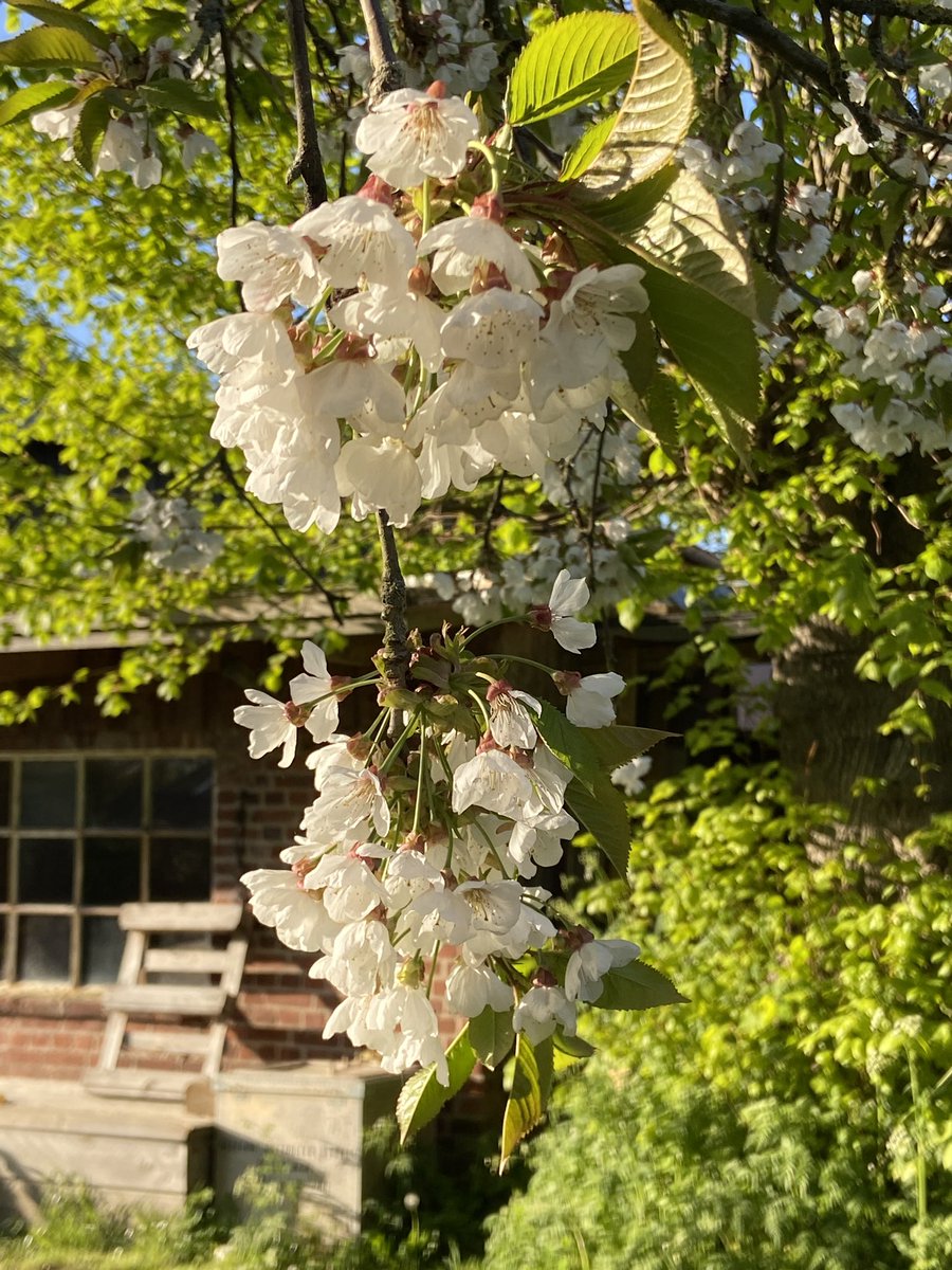 Kirsche Kirsche Lady. 🍒🍒 🍒 Welch wundervolle Blütenpracht im Wonnemonat Mai 🙏🏻🙏🏻🙏🏻
