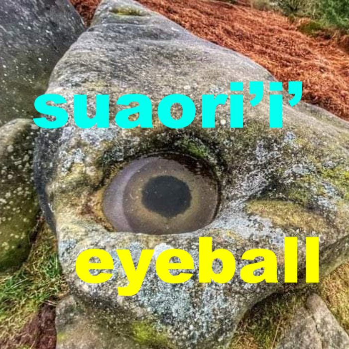 Today's Tequi word of the day is eyeball.