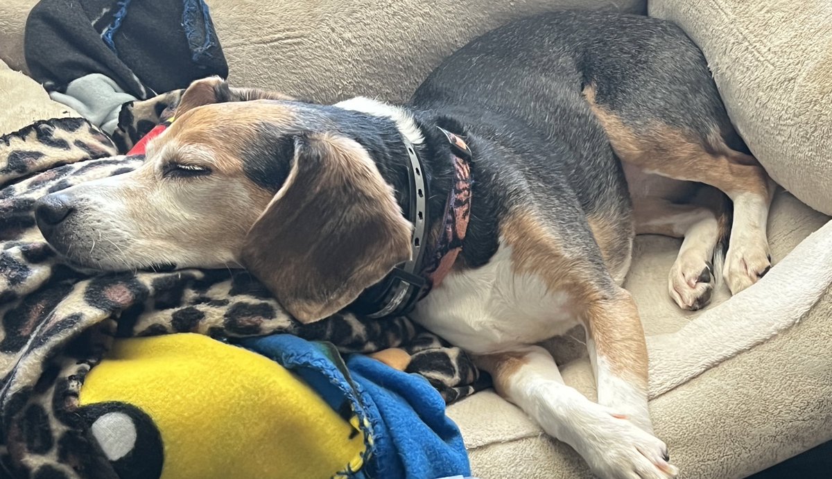 mrs_cappel's tweet photo. @CrumblCookies My coworker ain’t nothing but a hound dog, she’s lying ALL the time… https://t.co/wQjhJXReMK