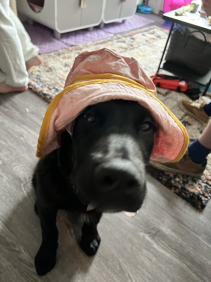 not__stevie's tweet photo. he’s still growing into his hat https://t.co/0G1hQRKVzO