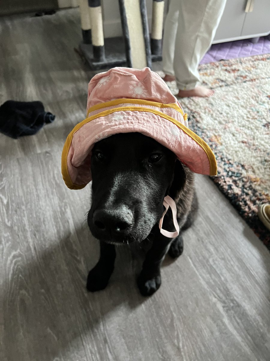 not__stevie's tweet photo. he’s still growing into his hat https://t.co/0G1hQRKVzO