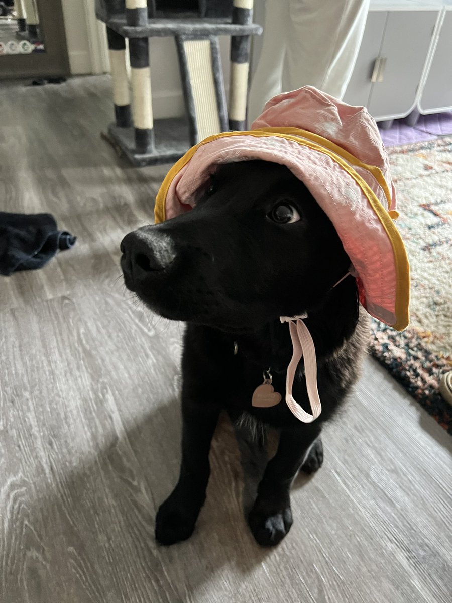 not__stevie's tweet photo. he’s still growing into his hat https://t.co/0G1hQRKVzO
