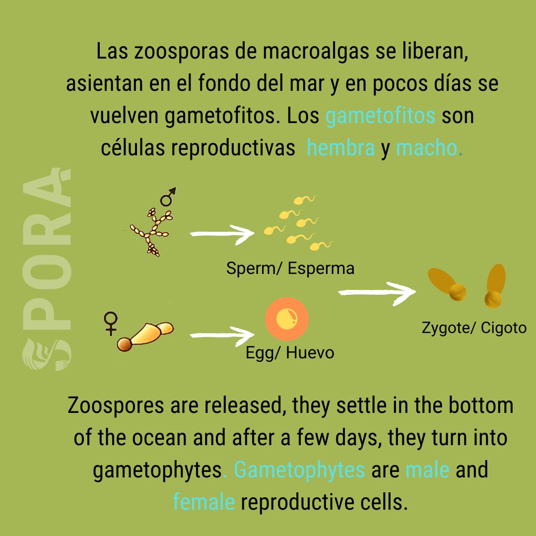 SPORA_program tweet picture