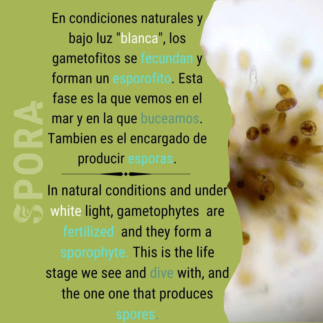 SPORA_program tweet picture