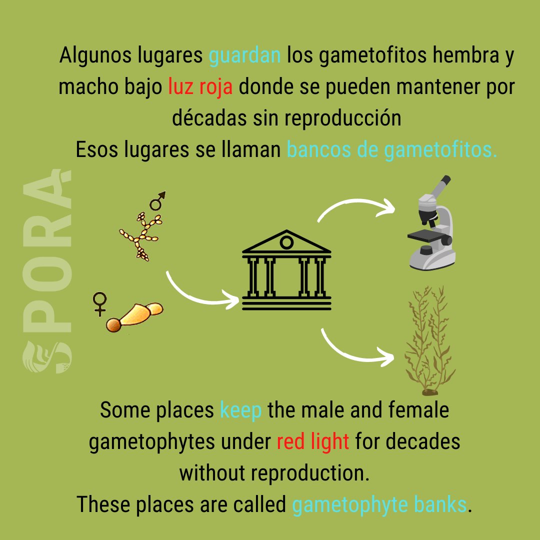 SPORA_program tweet picture