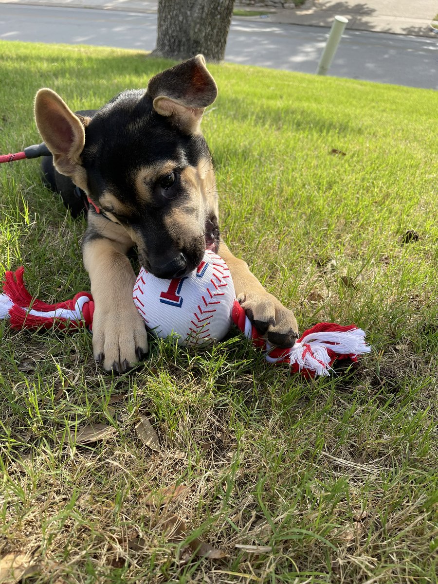 simonanicole's tweet photo. @Rangers Need a new mascot? 😎😏🐶 https://t.co/mkUxEXQH7N