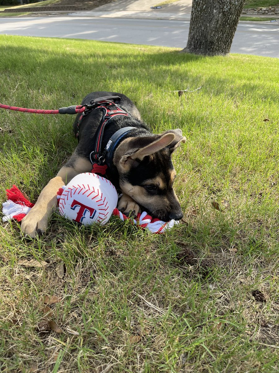 simonanicole's tweet photo. @Rangers Need a new mascot? 😎😏🐶 https://t.co/mkUxEXQH7N