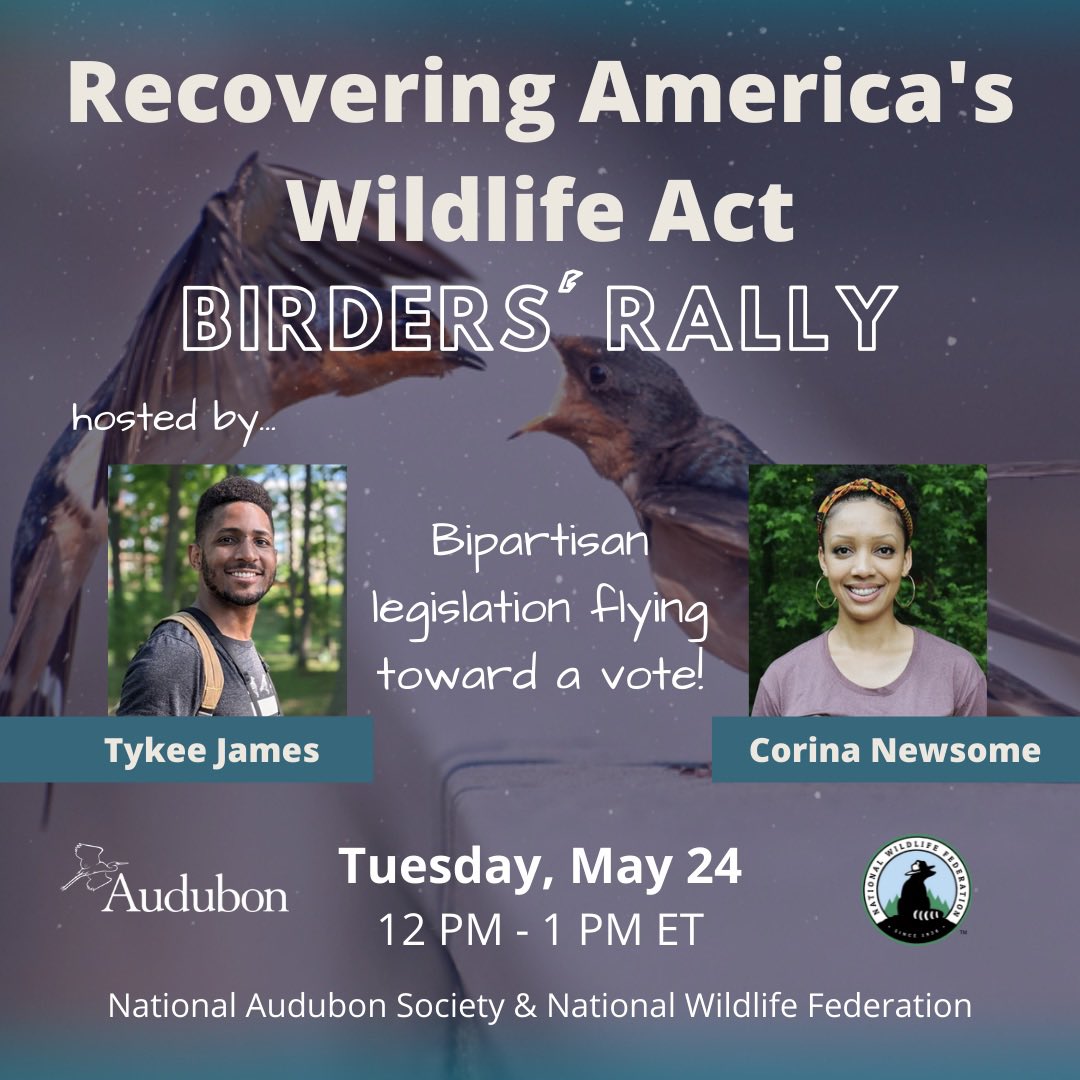 PEOPLE WHO LOVE OR EVEN MARGINALLY LIKE BIRDS

We need you to help get Recovering America’s Wildlife Act to pass! Hosted by <a href="/Tykee_James/">TykeeJames✊🏾</a> and me, you know it’s bout to be lit. 

PLUS <a href="/KennKaufman/">Kenn Kaufman</a>, <a href="/CornellBirds/">Cornell Lab</a>, and others will be there! 
SIGN UP AND SHARE! bit.ly/3skt2hP