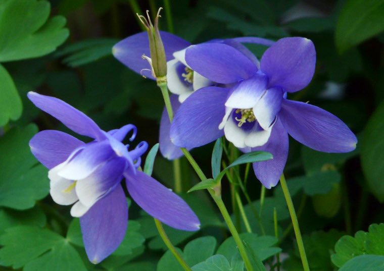 تويتر もも على تويتر おはようございます 5 18誕生花 オダマキ 花言葉 負け知らず 別名イトククリソウ 日本原産の深山 オダマキを通称オダマキと呼び 小さめでうつむき加減で色は白や青紫 欧州ではライオンが強いのはオダマキの葉を食べているからと信じられ