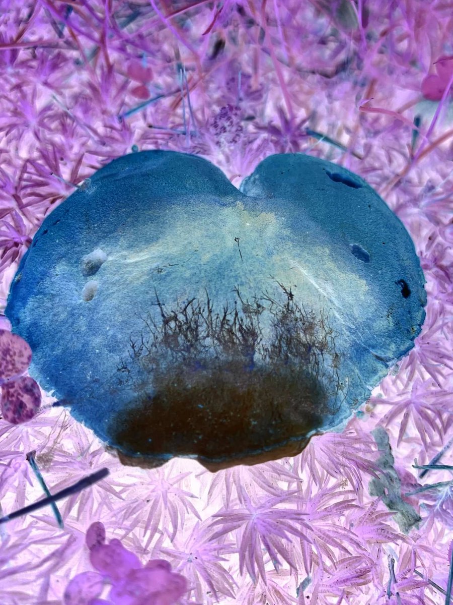 Dic_Inu's tweet photo. NEW "Stellar Mushrooms" #Photography #RPI
Asset Code #Smushroom
@LitemintHQ
https://t.co/ZYtraNdJtv
#Litemint #Stellar #Lumen #XLM #NFT #Photography #Original #Series #Dic_Inu #Shrooms #Caps #Trippy #THC #Heart #Mold #Fungi #Fungus #Spores #LSP
#Dic_Inu https://t.co/kqBrvGGvqV
