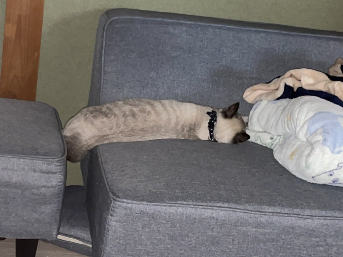 さすがに夜勤明けはねむい💤
錬金10回分はやったからねるんご~
おやすみなさい😪