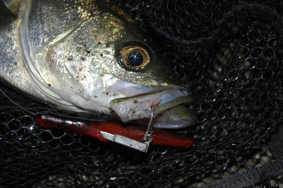 hmd_a's tweet photo. やっと大阪も本格的に始まった!
#バチパターン #jackson #jacksonlures #ジャクソン #ルアーフィッシング #シーバス #大阪湾 #泉南 #キャンプ #fishingfool #ワタシタチハツリバカデス #釣り好きな人と繋がりたい https://t.co/Twr6VDMkA9