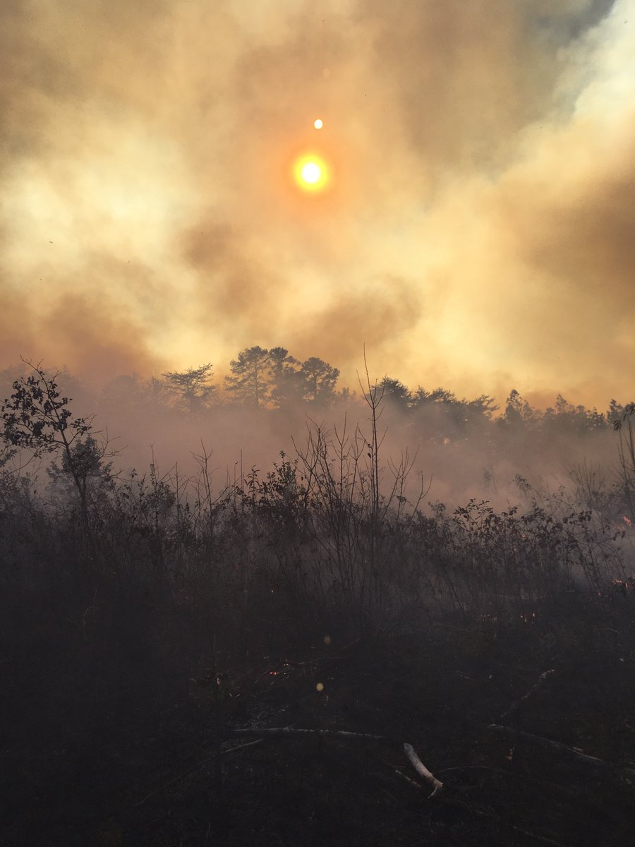 BotanyRoger's tweet photo. Got word that researchers ⁦@UAForestLab⁩ received funding to continue research on #shortleaf pine  management and the positive effects of prescribed fire ⁦@TennStateParks⁩ Savage Gulf State Natural Area. Looking forward to assisting. ⁦⁦@naturalareas⁩ https://t.co/S7VOwFqyvh