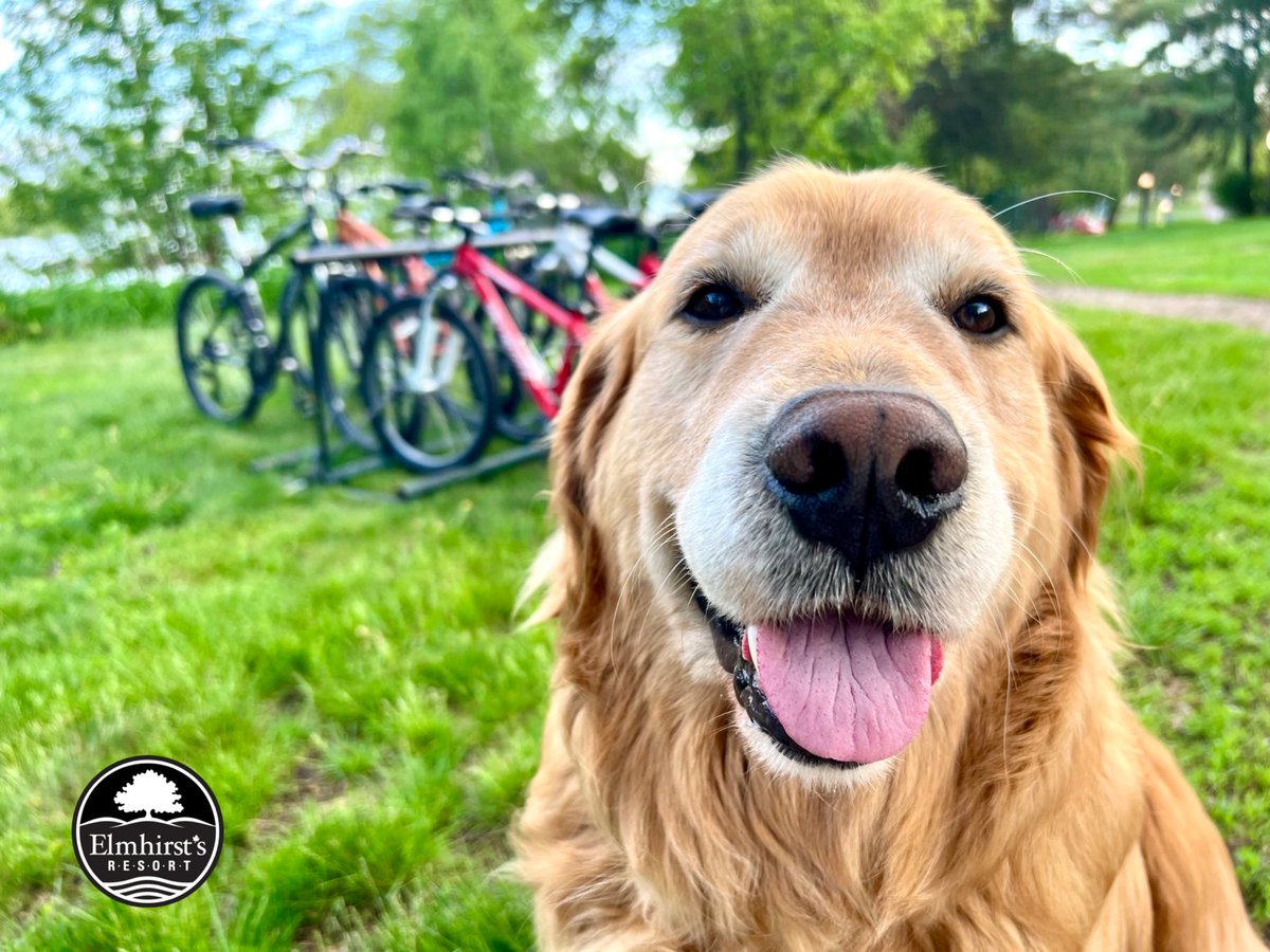 ElmhirstsResort's tweet photo. Resort Golden, Beau-Bo says “Let’s go cycling!”
Nice to see so many cyclists here for training! The @PtboCyclingClub @OntarioByBike 🚴 🐾 #cycling #cyclekn @thekawarthas @OntarioTravel ##dogsoftwitter #goldenretriever #petfriendlyhotel https://t.co/Op4Z2gyNhQ