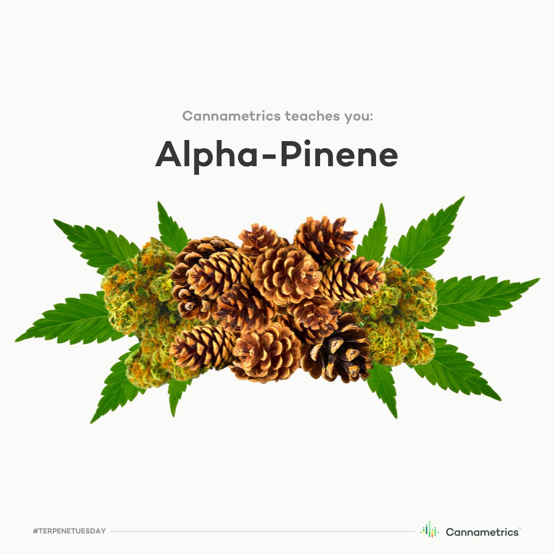 We’re kicking off our #TerpeneTuesday series with Alpha-Pinene! Open up those airways with the fresh aroma of crisp pine.

Terpenes play a particularly big role in the flavor and effects of cannabis. 

Read the full #terpene blog here:
lnkd.in/gyTcAE5