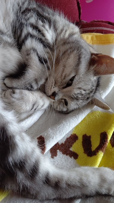 ねこのポーズやん 