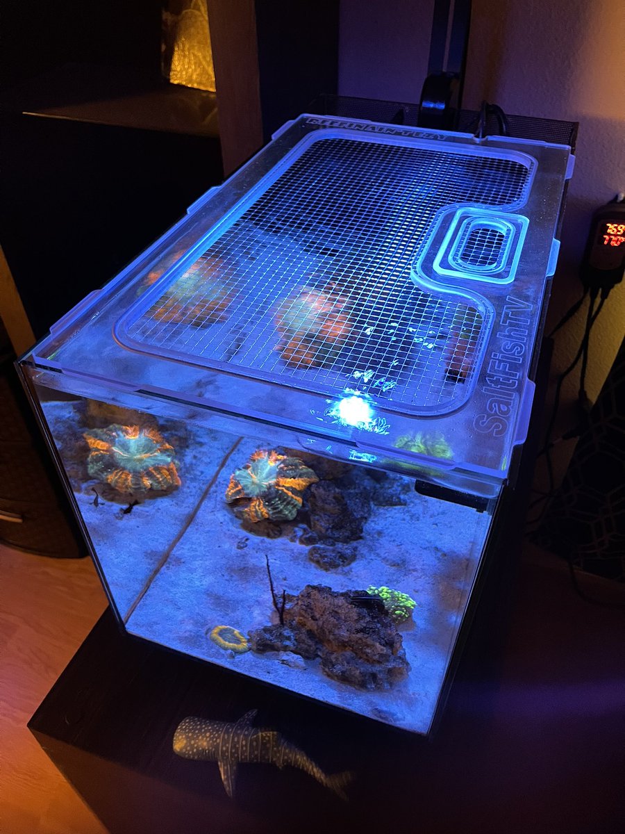 SaltFishTV1's tweet photo. Fluval Evo 13.5g featuring a custom made Reefin Ain’t EZY lid. 

#SaltfishTV #JustReef #Topdowntuesday #reef #reeftank #aquariumhobby #aquarium #aquariums #fluval #fluvalevo #fishtank #fishtanks https://t.co/kYQtTD7Ryw