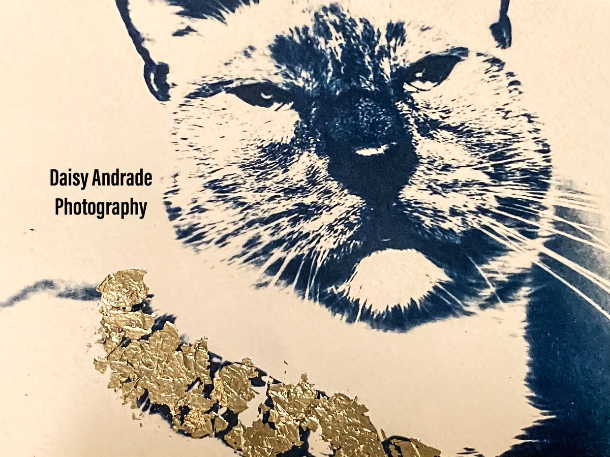 Cyanotype prints with colorful gold leafs 🤍🙌🏽📷🎞💙💕 #daisyandradephotography #cyanotype #goldleaf #studiolife #goldleafart #aroundtheworld #California #shareyournature  #viral #trending #mothernature #worldwide #abc7eyewitness #abc7community #worktime  #photoartist #studiotime