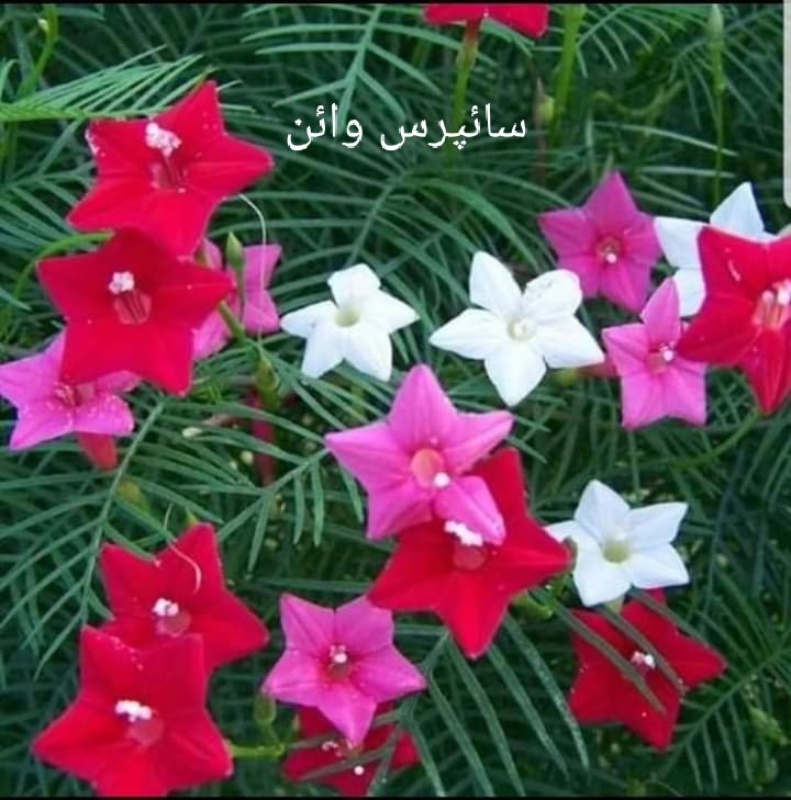 Muhamad__Mohsin's tweet photo. #sypressvine
اس پودے(بیل) کا نام سائپرس وائن sypress vine ہے۔ یہ موسمی پودا ہے جو ہر طرح کی قدرتی حسن سے مالامال ہے۔ بہت تیزی سے بڑھنے کی صلاحیت رکھتی ہے اور 10 سے 20 فٹ لمبائی تک پھیل سکتی ہے۔اسے گملے اور زمین دونوں میں اگا سکتے ہیں
#PlantTreesavelives
#آؤ_شجرکاری_کریں https://t.co/tlLkd90cn2