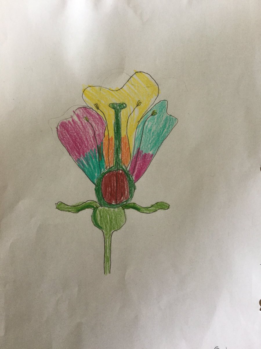 SYD_books_LDSB's tweet photo. When art and science collide...beautiful pictures occur! #partsofaflower @MsO_LDSB @SydenhamPS_LDSB 🌺 https://t.co/2pdFxqmyL3