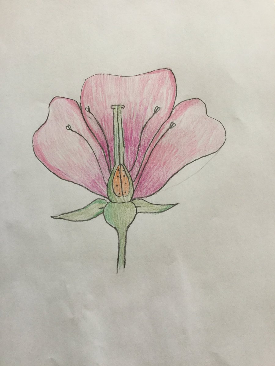 SYD_books_LDSB's tweet photo. When art and science collide...beautiful pictures occur! #partsofaflower @MsO_LDSB @SydenhamPS_LDSB 🌺 https://t.co/2pdFxqmyL3
