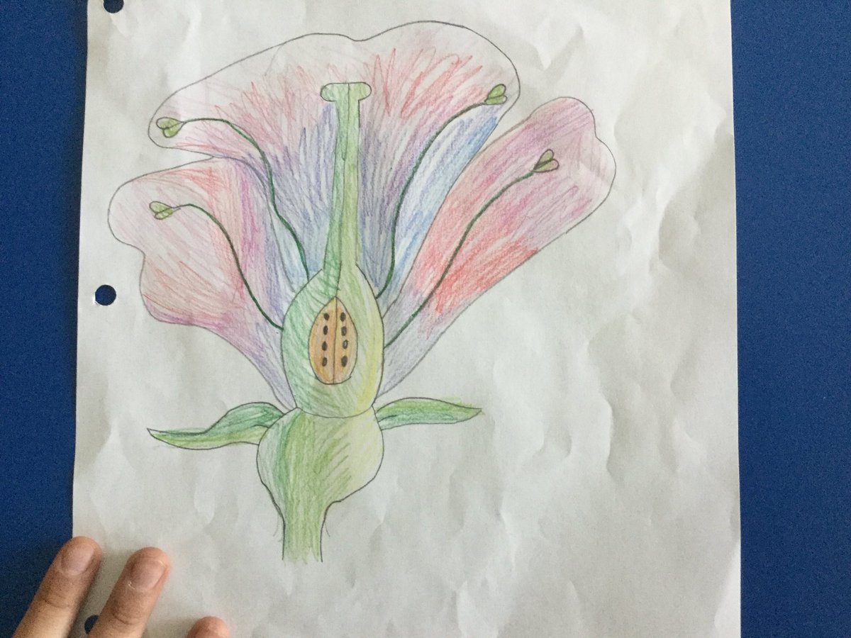 SYD_books_LDSB's tweet photo. When art and science collide...beautiful pictures occur! #partsofaflower @MsO_LDSB @SydenhamPS_LDSB 🌺 https://t.co/2pdFxqmyL3