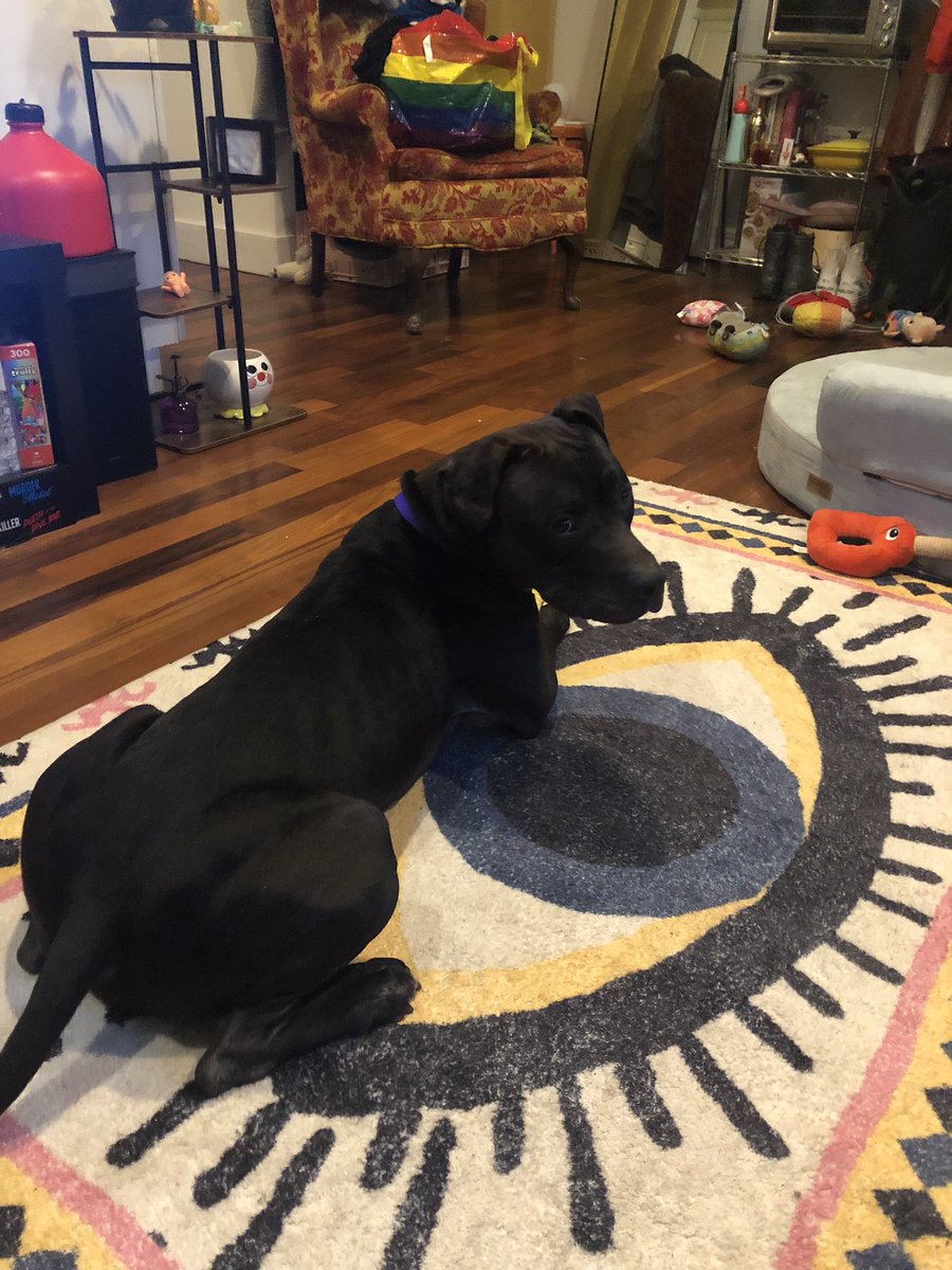 bigbaddaddydame's tweet photo. this is sam. he’s 2 years old. he spent all his life chained to a fence and today was his kill date. but now??? let’s get this boy a forever home :’) https://t.co/8t8H8mSksp