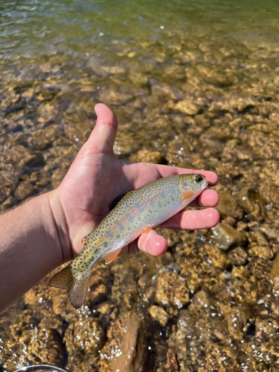 We absolutely love our wild rainbows here in the mountain state! Always remember to wet your hands first! 

#WetterWV #flyfishing #wildtrout #outdoors #recreation #Appalachia
