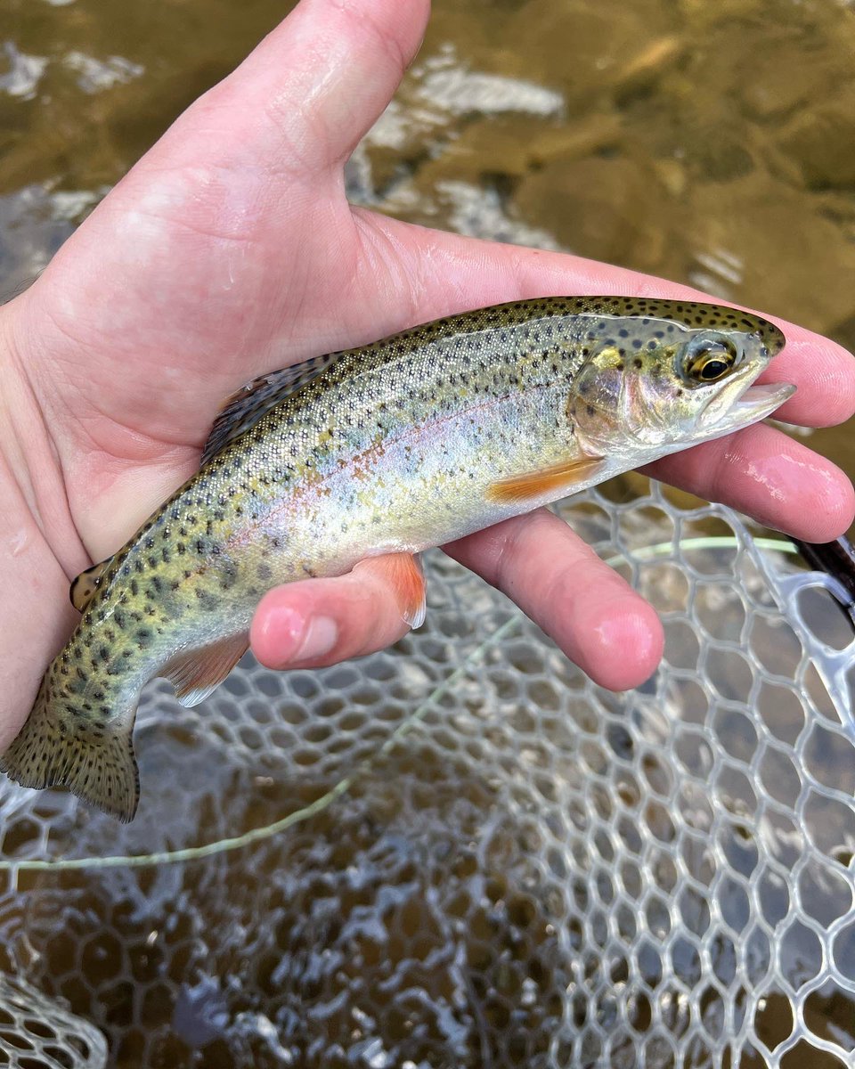 WetterWV's tweet photo. We absolutely love our wild rainbows here in the mountain state! Always remember to wet your hands first! 

#WetterWV #flyfishing #wildtrout #outdoors #recreation #Appalachia https://t.co/n879ybUEBm