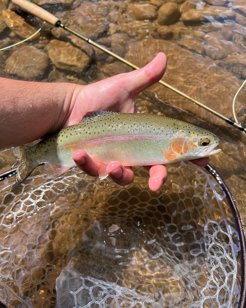 WetterWV's tweet photo. We absolutely love our wild rainbows here in the mountain state! Always remember to wet your hands first! 

#WetterWV #flyfishing #wildtrout #outdoors #recreation #Appalachia https://t.co/n879ybUEBm