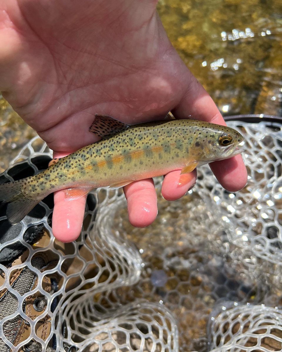 WetterWV's tweet photo. We absolutely love our wild rainbows here in the mountain state! Always remember to wet your hands first! 

#WetterWV #flyfishing #wildtrout #outdoors #recreation #Appalachia https://t.co/n879ybUEBm