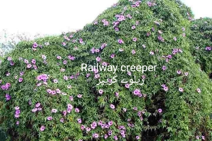 Muhamad__Mohsin's tweet photo. #RailwayCreeper
عشق پیچاں بیل
اسکو ریلوے کریپربھی کہتے ہیں۔
یہ غیر معمولی حد تک تیزی سے پھیلنے والی بیل گرم علاقوں میں زیادہ خوش ہوتی
یہ ٹہنی اور جڑ سے آسانی سے چل جاتی ہے۔
اس کو بہت زیادہ کیئر کی ضرورت نہیں،جگہ بہت جلد کور کرنی ہو تو یہ موزوں بیل ہے۔
#PlantTreesavelives https://t.co/36y9Wbcjgd