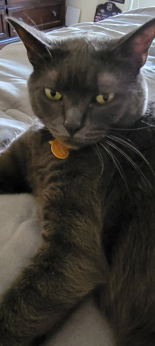 Rudedeck's tweet image. Happy birthday to Mr Panther!!!

Decker from Eastvale (Calif) listening tonight on the @NHL app with Teemu the panther. #WorldFamousTwitterSegment #TimeToHunt