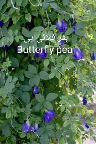 Muhamad__Mohsin's tweet photo. #butterflypea
اسکو pea اسلئے کہتے ہیں کہ اسکو جو سیڈ پوڈ لگتا ہے اسکی شکل مٹر جیسی ہوتی ہے۔ بالکل مٹر جیسی پھلی ہوتی ہے۔ اسےبیج سے اگایا جاتا ہے۔
اسکو مٹی میں لگایا جائے وہ ایسی ہونی چاہیئے جس میں سے پانی نکاس باآسانی ہو جائے۔ بہت (well drained) ہو۔
#PlantTreesavelives https://t.co/fCWogQpT0u