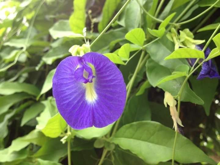 Muhamad__Mohsin's tweet photo. #butterflypea
اسکو pea اسلئے کہتے ہیں کہ اسکو جو سیڈ پوڈ لگتا ہے اسکی شکل مٹر جیسی ہوتی ہے۔ بالکل مٹر جیسی پھلی ہوتی ہے۔ اسےبیج سے اگایا جاتا ہے۔
اسکو مٹی میں لگایا جائے وہ ایسی ہونی چاہیئے جس میں سے پانی نکاس باآسانی ہو جائے۔ بہت (well drained) ہو۔
#PlantTreesavelives https://t.co/fCWogQpT0u