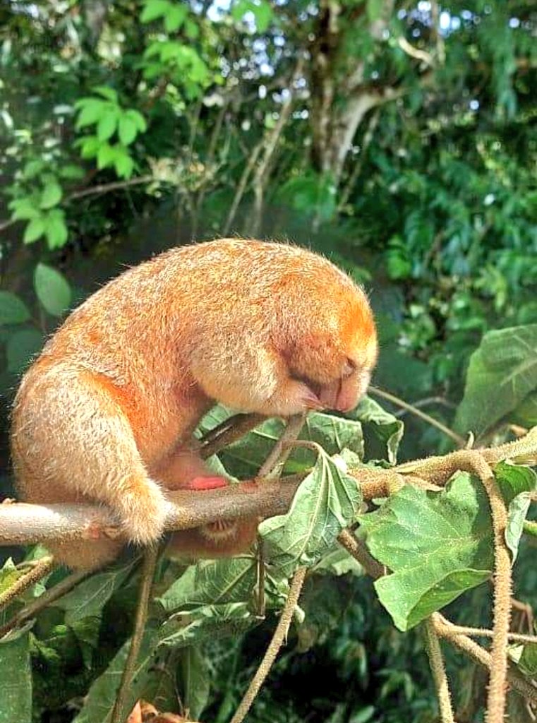 La belleza de animal que se observó hoy en terrenos bajo protección forestal de la empresa Del Monte, en Buenos Aires de Puntarenas. ¿Saben cómo se le conoce?
