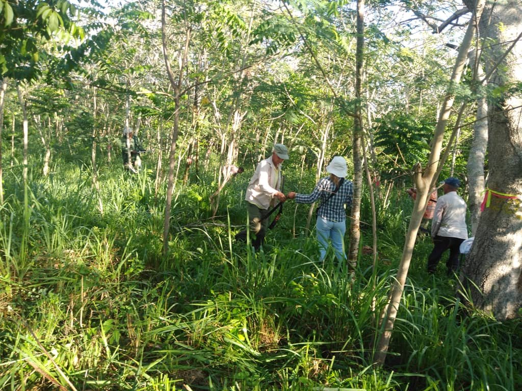 DirAdjFFMtz's tweet photo. Trabajo en Parcelas Permanentes de bosque natural en el PNP Valle del Río Canímar, sitio de intervención del proyecto #Ecovalor 
#FlorayFaunaMtz 
#CNAP
#PNUD https://t.co/8QQ1FuaJxT