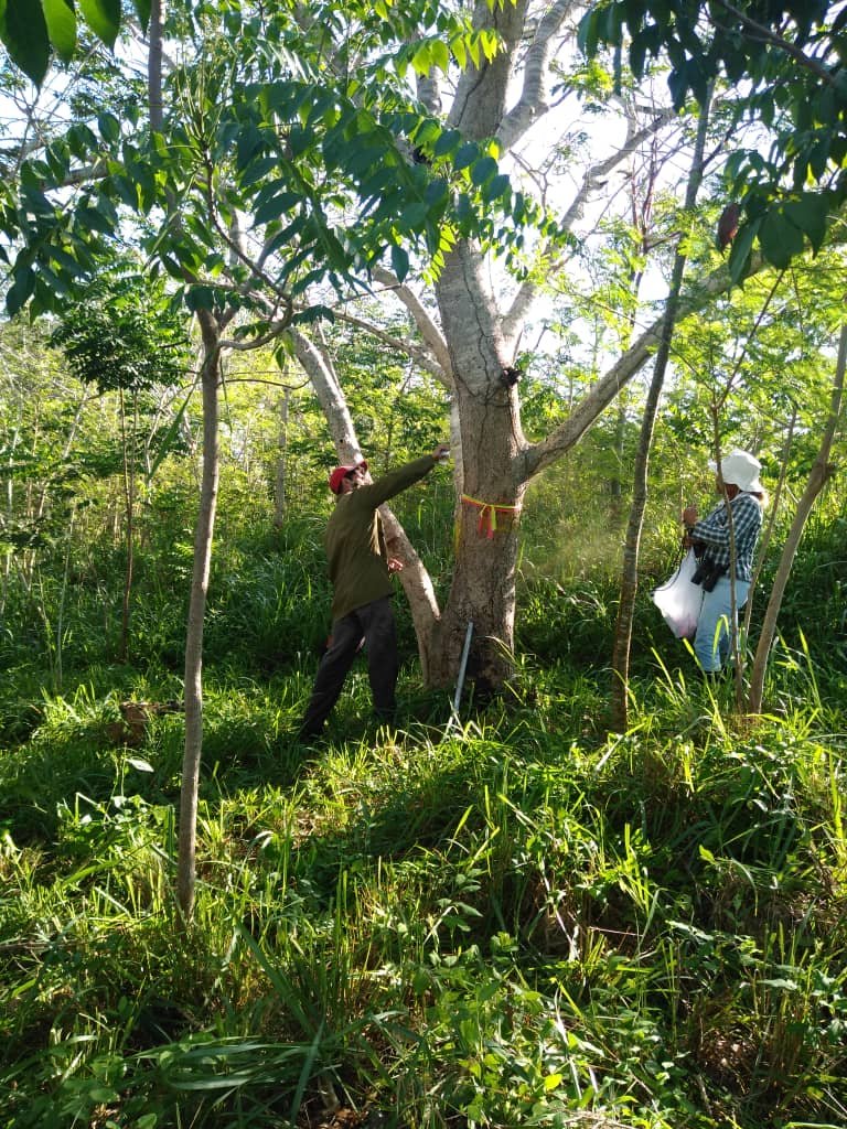 DirAdjFFMtz's tweet photo. Trabajo en Parcelas Permanentes de bosque natural en el PNP Valle del Río Canímar, sitio de intervención del proyecto #Ecovalor 
#FlorayFaunaMtz 
#CNAP
#PNUD https://t.co/8QQ1FuaJxT
