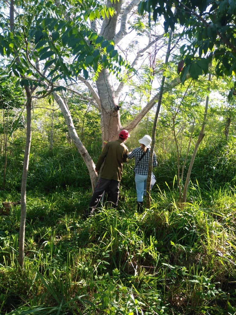 DirAdjFFMtz's tweet photo. Trabajo en Parcelas Permanentes de bosque natural en el PNP Valle del Río Canímar, sitio de intervención del proyecto #Ecovalor 
#FlorayFaunaMtz 
#CNAP
#PNUD https://t.co/8QQ1FuaJxT