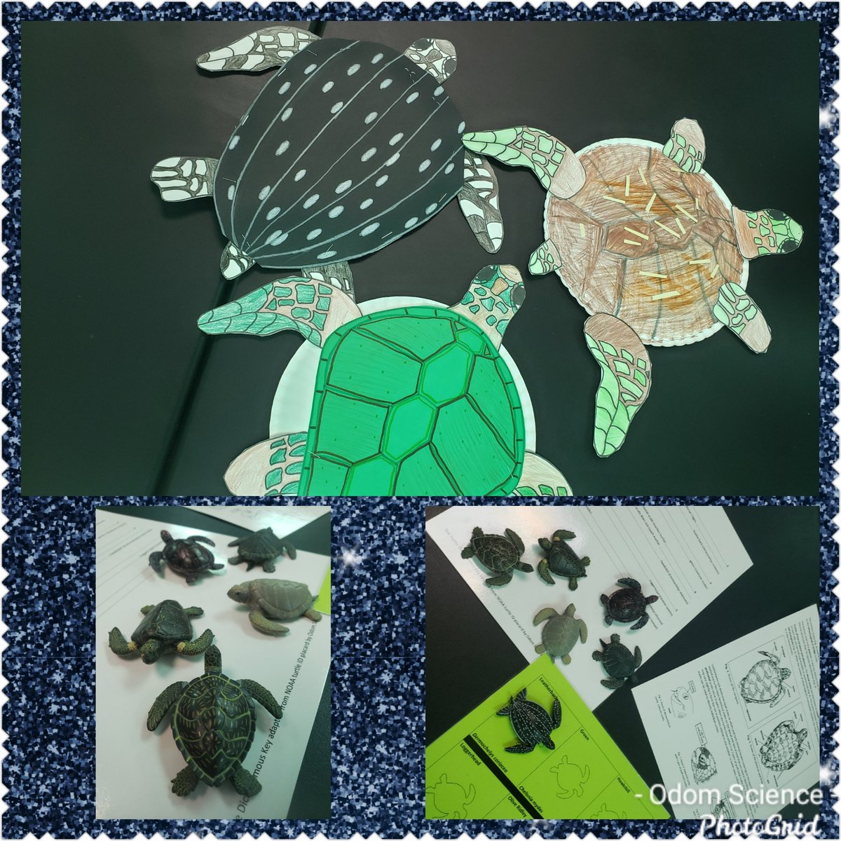 AllisonOdom007's tweet photo. Ss used models to identify 6 sea turtle species with a dichotomous key. Each group then picked one species to make a model. The model had to have accurate scute counts based on the species they chose. #odomscience @dsprinkmcpss @DrMelodyTucker @almabryanths https://t.co/03h1rG0OAG