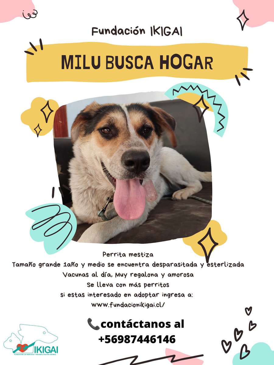 leonardofarkas's tweet photo. Seguidores me informan que Fundación IKIGAI @fundacionikigai de rescate de perritos abandonados está en riesgo por falta de aportes: 
Les enviaré 4 millones de pesos.  Ojalá otros animalistas los  apoyen y muchas familias se motiven a adoptar. 
Leonardo Farkas #PROANIMAL #CHILE https://t.co/Gi40obRTZD