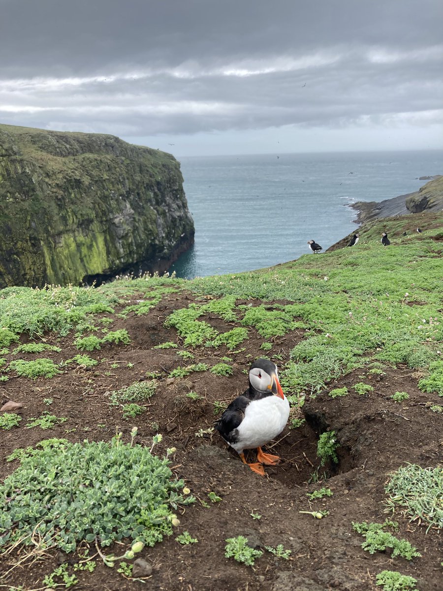 harries_jane's tweet photo. How on earth has it taken me until now, to visit this most incredible island, one thatโs only a mere hour or so from home? #puffin #skomer #outdoors #adventure #ornothology #wildlife @adventure_she #adventurewomen #womeninadventure #travelphotography #naturalworld #PlanetEarth https://t.co/MeUd3segDP