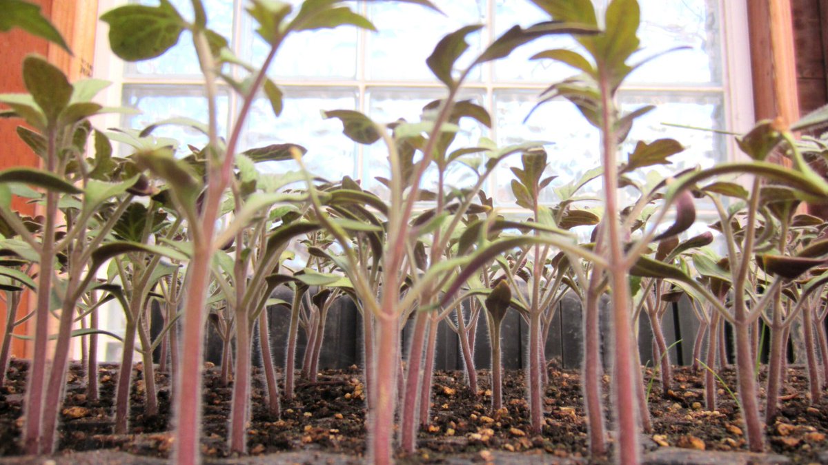 CreationOrganic's tweet photo. We've got tomato starts, stop by for yours today!
#growyourown #starts #diygarden #vegetablegarden #gardening #pnwgarden #tomatoplants #growing #veggies #garden #sheltonwa #shoplocal #localfarm #localplants #greenthumb #homesteading https://t.co/bdLWGkGYvV