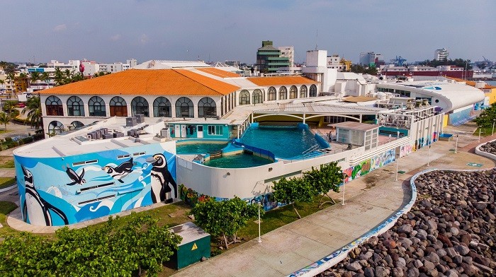 Marlon_RamirezM's tweet photo. Como integrante del @GLPRI_VER, solicité a los funcionarios del sector ambiental del @GobiernoVer, nos informen en el ámbito de su competencia, del estado que guarda la salud de las especies marinas del #AcuarioDeVeracruz, lo cual se ha omitido en esta controversia.

1/3 https://t.co/1jWfLxbaue